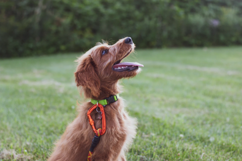 Why Mental Stimulation Is Vital For Your Dog