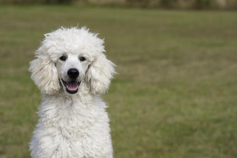 Lancaster poodles hot sale