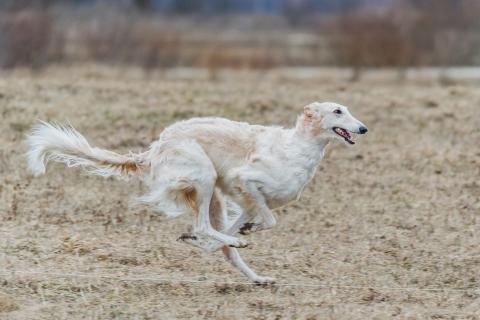 Fast Cat (Lure Coursing): A Dog Sport Guide